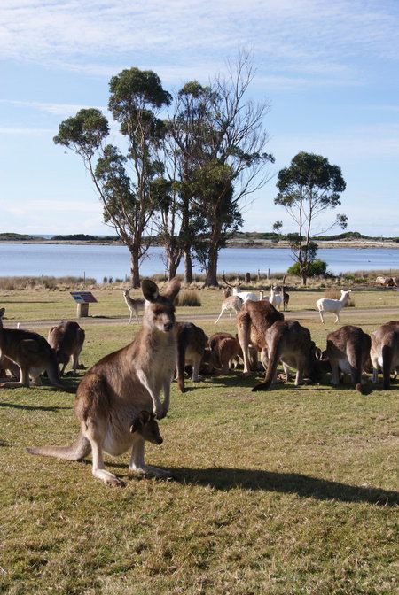 East Coast Natureworld - Phillip Island Accommodation 1