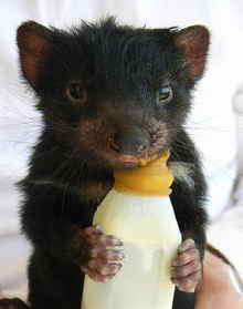 East Coast Natureworld - Phillip Island Accommodation 2