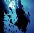 Scuba World - Phillip Island Accommodation
