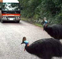 Kookaburra Tours - Phillip Island Accommodation