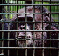 Rockhampton Zoo - Phillip Island Accommodation
