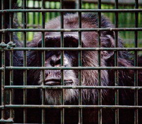 Rockhampton Zoo - Phillip Island Accommodation 0