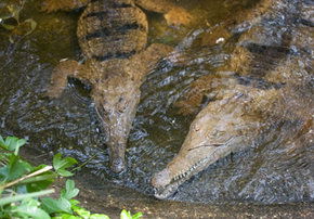 Rockhampton Zoo - Phillip Island Accommodation 1