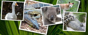 Rockhampton Zoo - Phillip Island Accommodation 2
