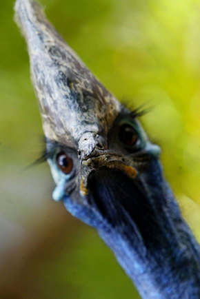 Symbio Wildlife Gardens - Phillip Island Accommodation 2