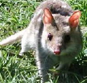 Urimbirra Wildlife Park - Phillip Island Accommodation