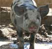 Wagga Wagga Zoo - Phillip Island Accommodation