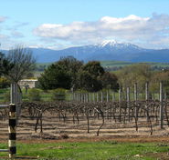 Buller View Wines - Phillip Island Accommodation