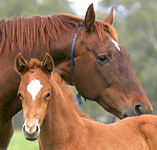 Blue Gum Farm - Phillip Island Accommodation