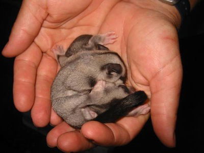  Phillip Island Accommodation