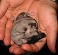 Cool Companions - Phillip Island Accommodation