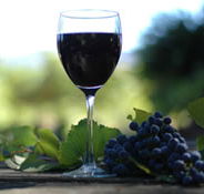 Lion Mill Vineyards - Phillip Island Accommodation