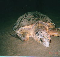 Footprints Adventures - Phillip Island Accommodation