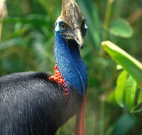 David Fleay Wildlife Park - Phillip Island Accommodation