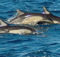 Dolphin Swim Australia - Phillip Island Accommodation