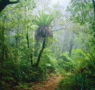 Lamington National Park and OReillys - Phillip Island Accommodation