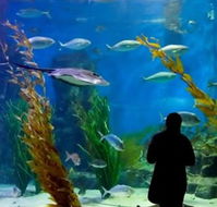 Melbourne Aquarium - Phillip Island Accommodation