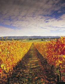 Melbourne And Surrounds VIC Phillip Island Accommodation