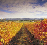 Link Tours - Phillip Island Accommodation