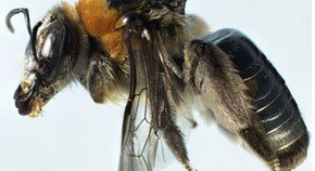 City Delivery Centre WA Phillip Island Accommodation