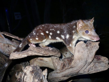 East Coast Natureworld - Phillip Island Accommodation 5