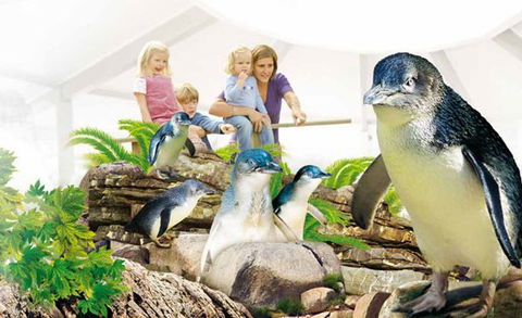 Manly SEA LIFE Sanctuary - Phillip Island Accommodation 1