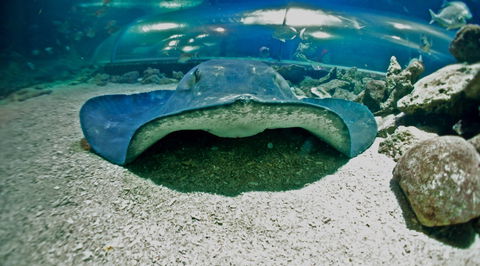 Manly SEA LIFE Sanctuary - Phillip Island Accommodation 3