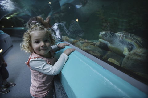 Manly SEA LIFE Sanctuary - Phillip Island Accommodation 4