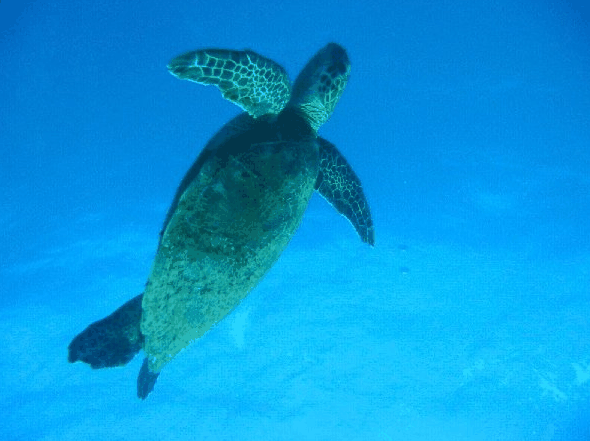 Big Cat Reality - Phillip Island Accommodation