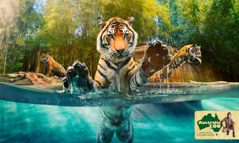 Australia Zoo - Phillip Island Accommodation 9