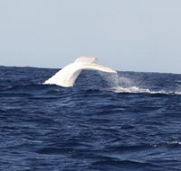 Australian Whale Watching - Phillip Island Accommodation