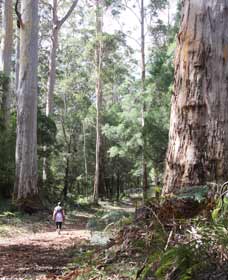  Phillip Island Accommodation