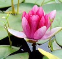 The Lotus Day Spa and Retreat - Phillip Island Accommodation