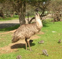 Minlaton Fauna Park - Phillip Island Accommodation