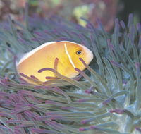 Rowley Shoals - Phillip Island Accommodation