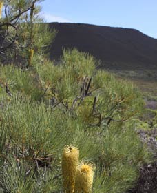  Phillip Island Accommodation