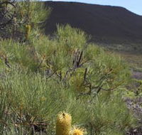 Lesueur Walk Trail Mount Lesueur - Phillip Island Accommodation