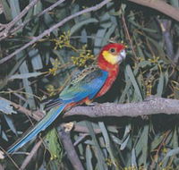 King River - Phillip Island Accommodation