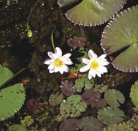 Parry Lagoons Nature Reserve - Phillip Island Accommodation