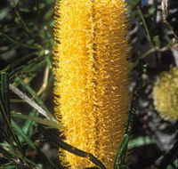 Moore River National Park - Phillip Island Accommodation