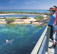 Shark Bay Marine Park - Phillip Island Accommodation