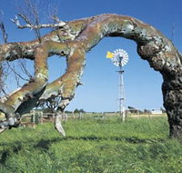 Greenough Leaning Trees - Phillip Island Accommodation