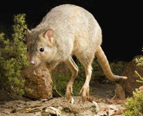 Kanyana Wildlife - Phillip Island Accommodation 0