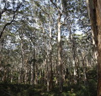 Boranup Karri Forest - Phillip Island Accommodation