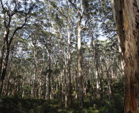 Boranup Karri Forest - Phillip Island Accommodation 0