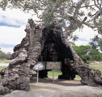 The Herbig Family Tree - Phillip Island Accommodation