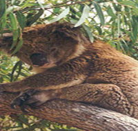 Mikkira Station - Phillip Island Accommodation