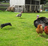 Echo Farm - Phillip Island Accommodation