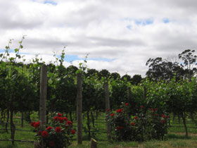  Phillip Island Accommodation