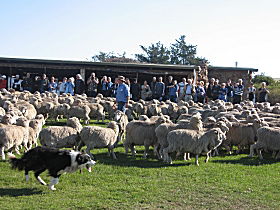  Phillip Island Accommodation